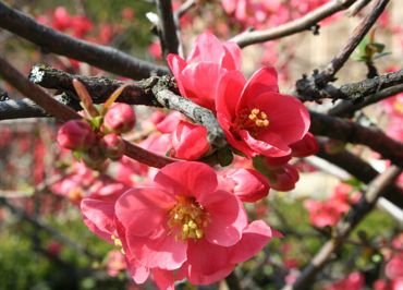 The thousand colors of the garden