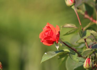 The thousand colors of the garden