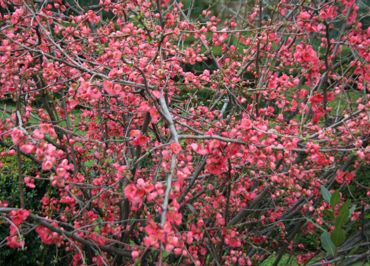 The thousand colors of the garden