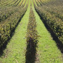 Tours and tastings through Vineyards and Cellars